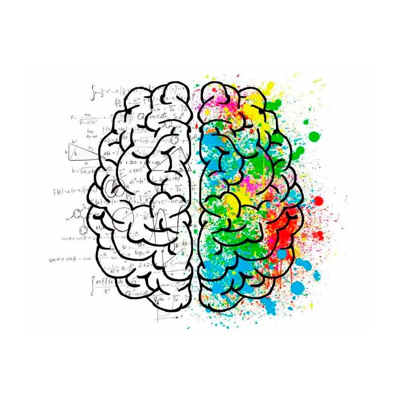 importancia de los colores en el cerebro humano